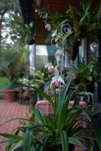 Phragmipedium Sedenii