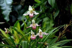 Phragmipedium sedenii