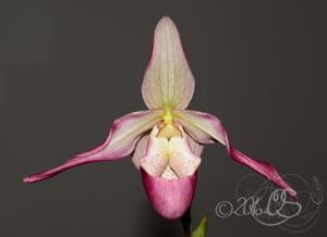 Phragmipedium Sedenii