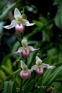 Phragmipedium sedenii