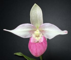 Phragmipedium Sedenii