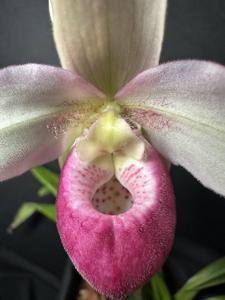 Phragmipedium Sedenii