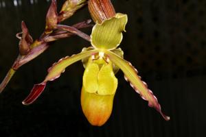 Phragmipedium Urgandiae