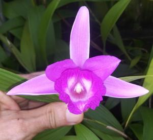 Sobralia Roseo-macrantha