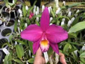 Cattleya Alcides