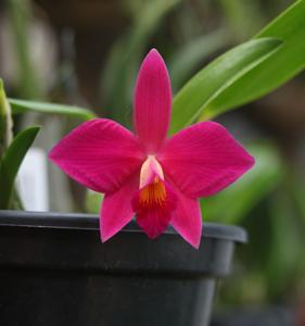 Cattleya Laeta