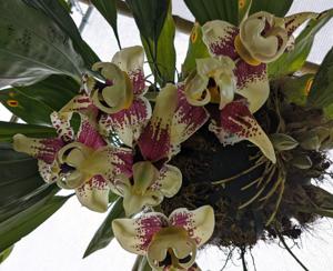 Stanhopea Assidensis