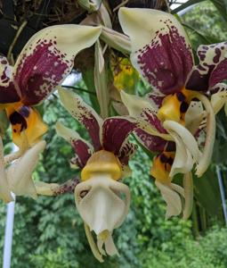 Stanhopea Assidensis