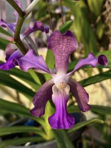 Vanda Pride of Tjipeganti