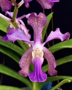 Vanda Pride of Tjipeganti