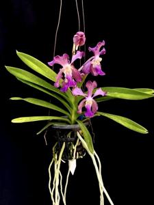 Vanda Pride of Tjipeganti