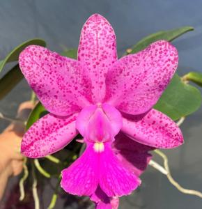 Cattleya Measuresiana