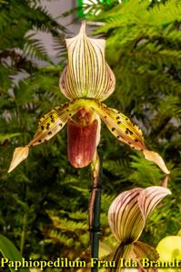 Paphiopedilum Frau Ida Brandt