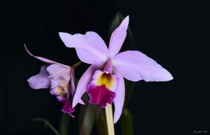 Laeliocattleya Liptonii