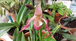 Phragmipedium Calurum