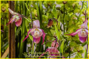 Phragmipedium Calurum