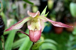 Phragmipedium Cardinale