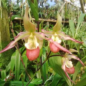 Phragmipedium Cardinale