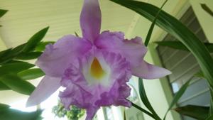 Sobralia Mirabilis