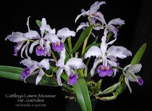 Cattleya Lawre-Mossiae