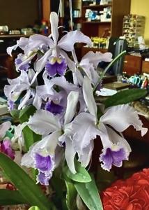 Cattleya Lawre-Mossiae