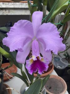 Cattleya Lawre-Mossiae