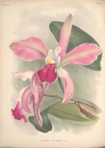 Cattleya imperator