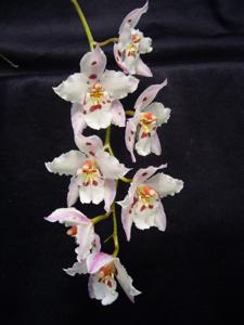 Oncidium Wickhamensis