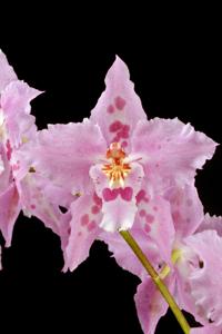 Oncidium Wickhamensis