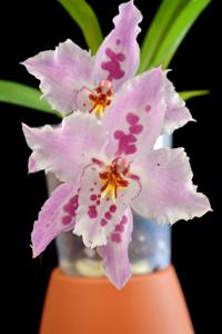 Oncidium Wickhamensis