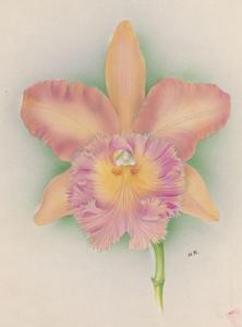 Rhyncholaeliocattleya Maroniris