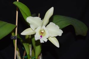 Rhyncholaeliocattleya Menda