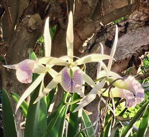 Brassocattleya Nanipuakea