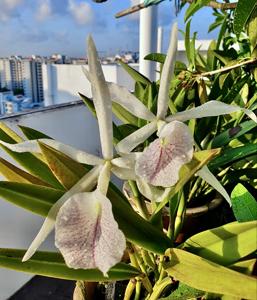 Brassocattleya Nanipuakea