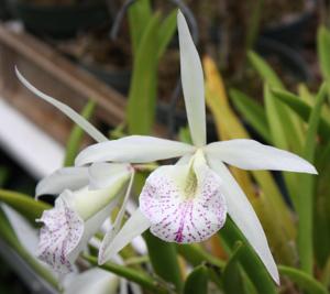 Brassocattleya Nanipuakea