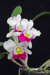 Cattleya Anna