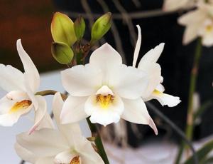 Cattleya Snowflake