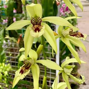 Coelogyne Burfordiense