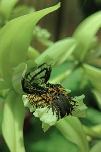Coelogyne Burfordiense