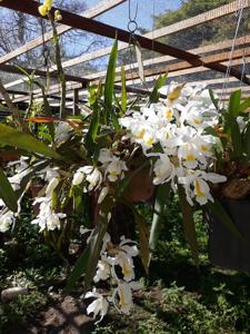 Coelogyne Intermedia