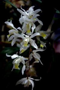 Coelogyne Intermedia