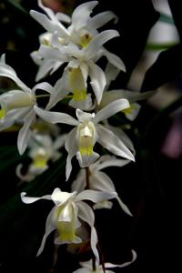 Coelogyne Intermedia