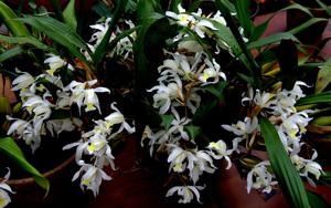 Coelogyne Intermedia