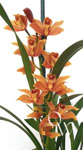 Cymbidium Bennett-Poei