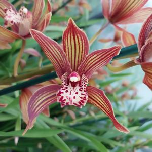 Cymbidium Claire