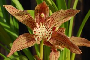 Cymbidium Vallambrosa