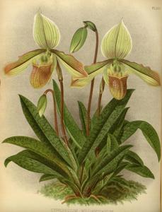 Paphiopedilum Conspicuum