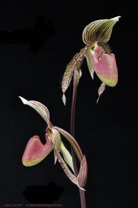 Paphiopedilum D'Artagnan