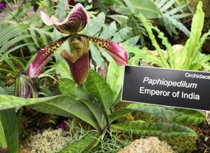 Paphiopedilum Emperor of India