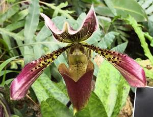 Paphiopedilum Emperor of India